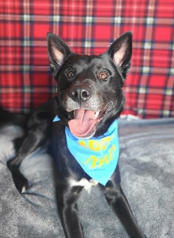 Picture of the Animal Listed